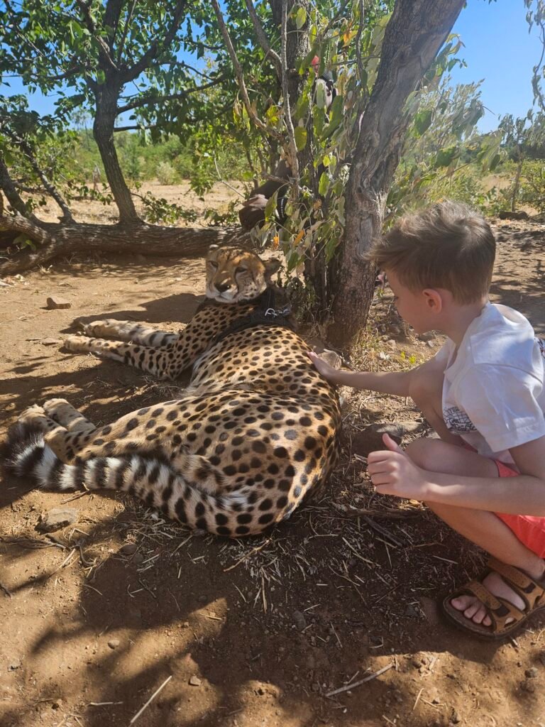 Our son crouching to stroke a cheetah resting in the shade of a tree at a wildlife conservation project in Zimbabwe
