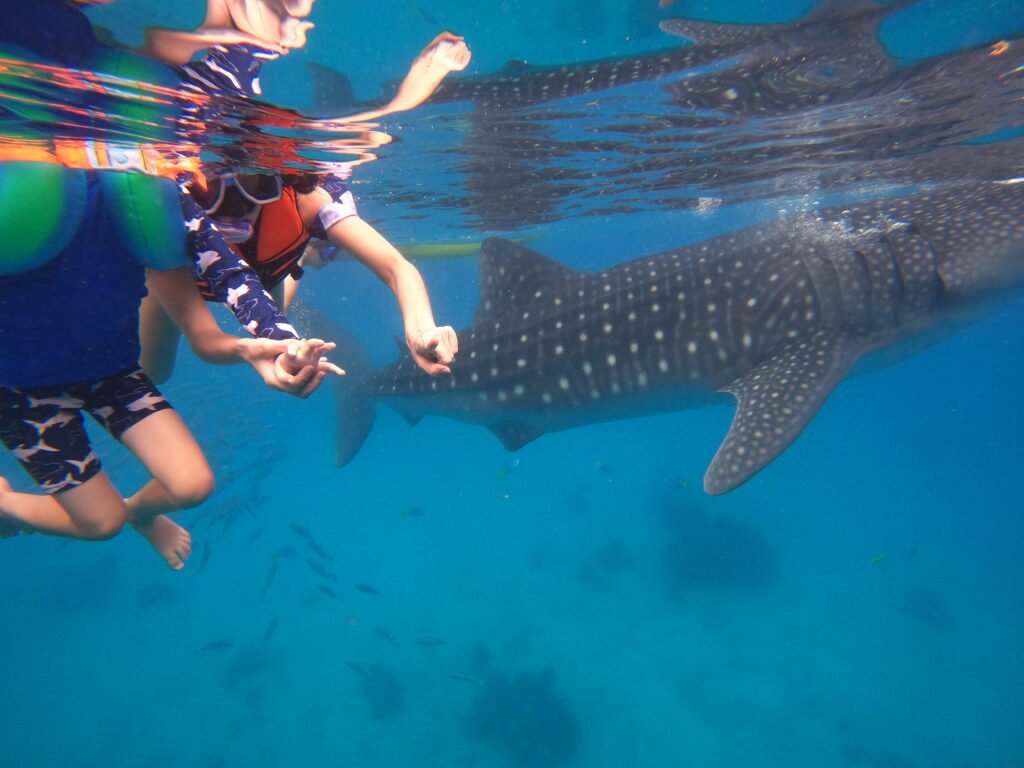 Our son snorkelling in a life jacket at the surface as a whale shark glides past beneath him in the clear blue water of the Philippines