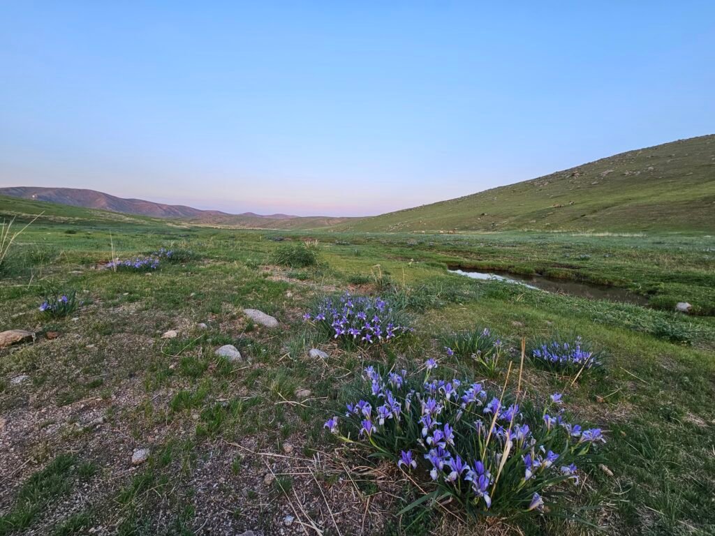Przewalski's wild horses grazing in Hustai National Park