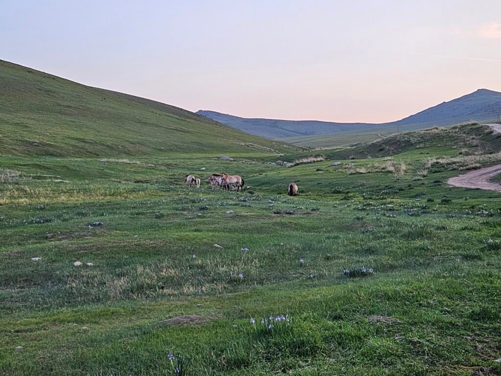 Herd of takhi wild horses in Hustai National Park, Mongolia