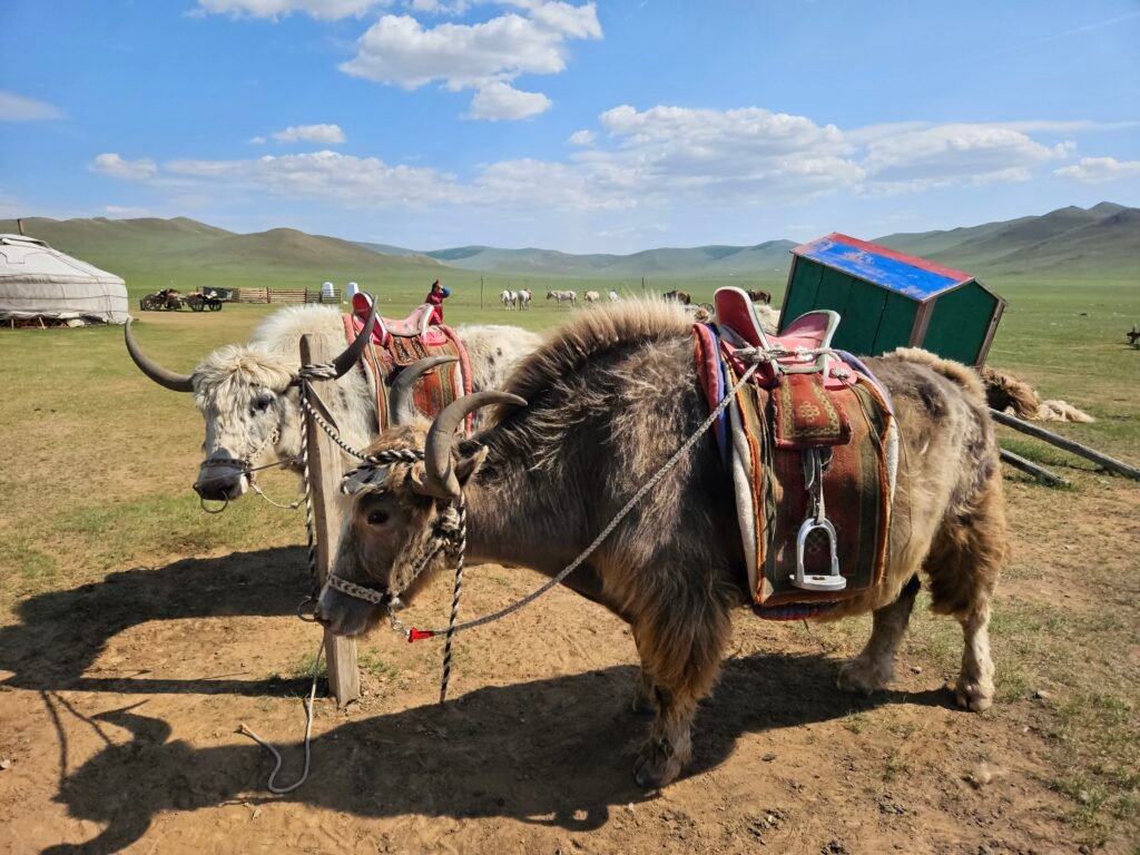Packing up a traditional Mongolian ger