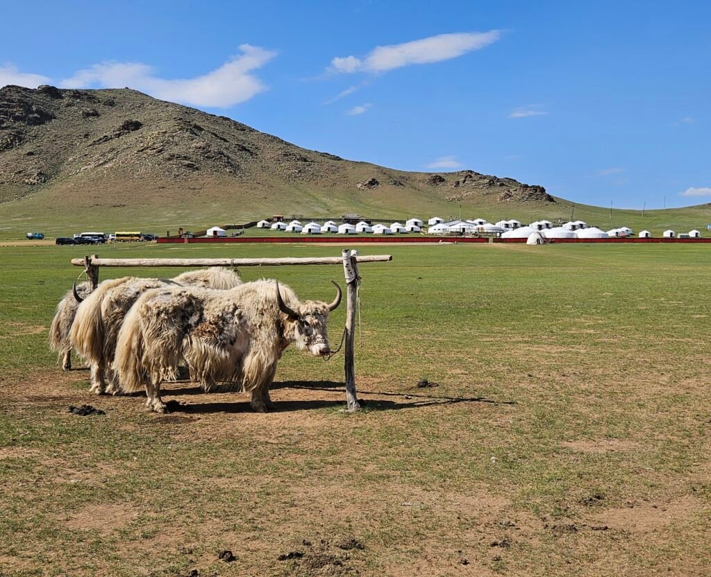 Traditional Mongolian nomadic camp experience with kids