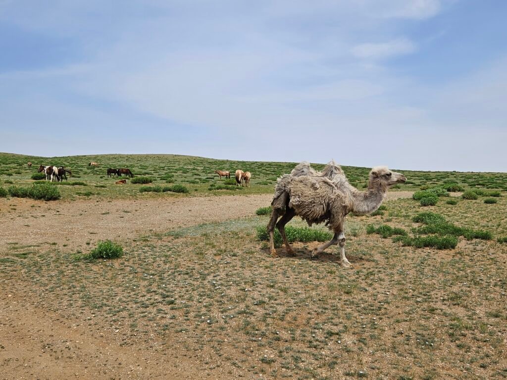 Driving through the Mongolian steppe