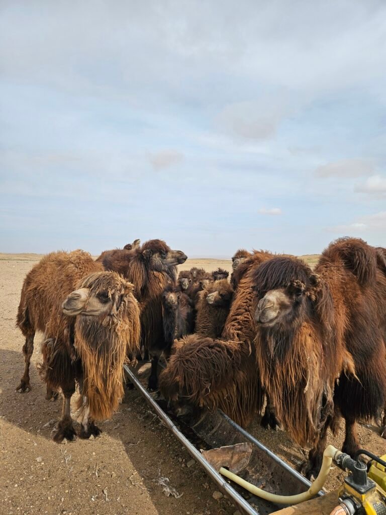 Steppe landscape in Mongolia