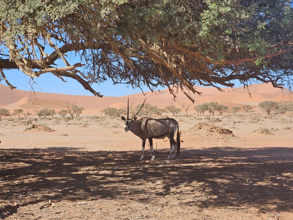 Exploring the otherworldly landscape of Deadvlei with children