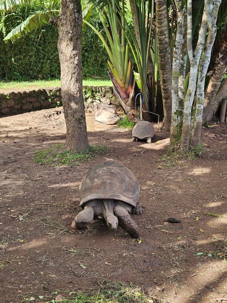 Our son with a giant tortoise at Chamarel, Mauritius