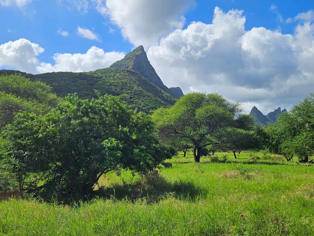 Zebras on the safari at Casela Nature Parks, Mauritius