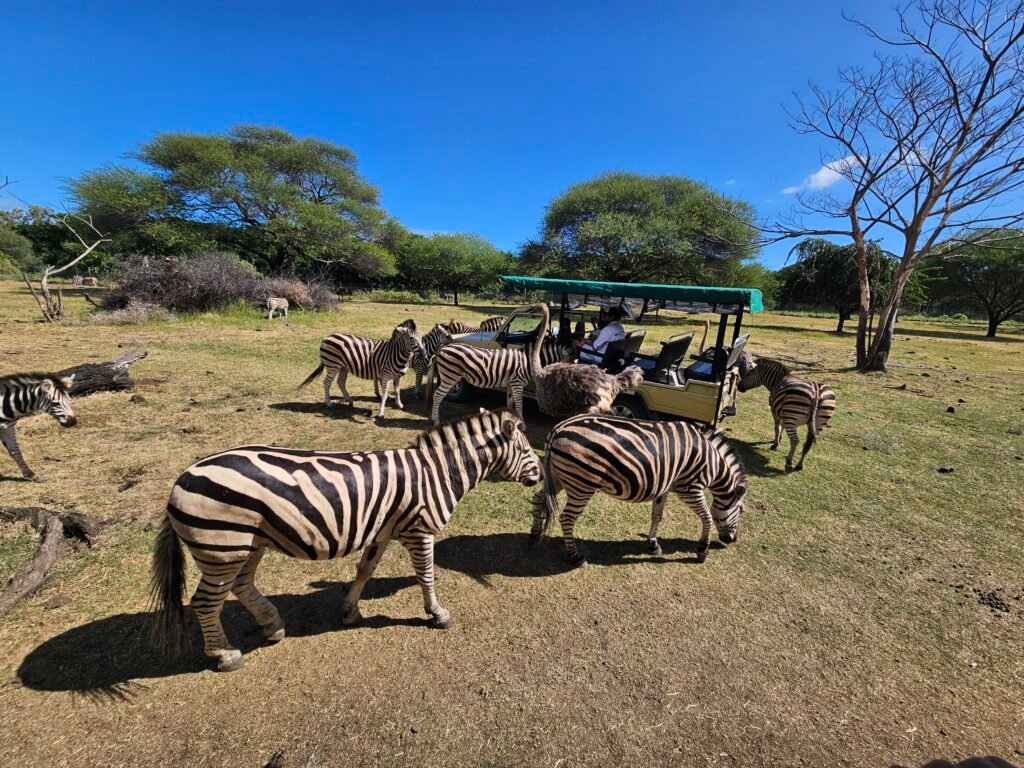 Feeding giraffes at Casela Nature Parks, Mauritius