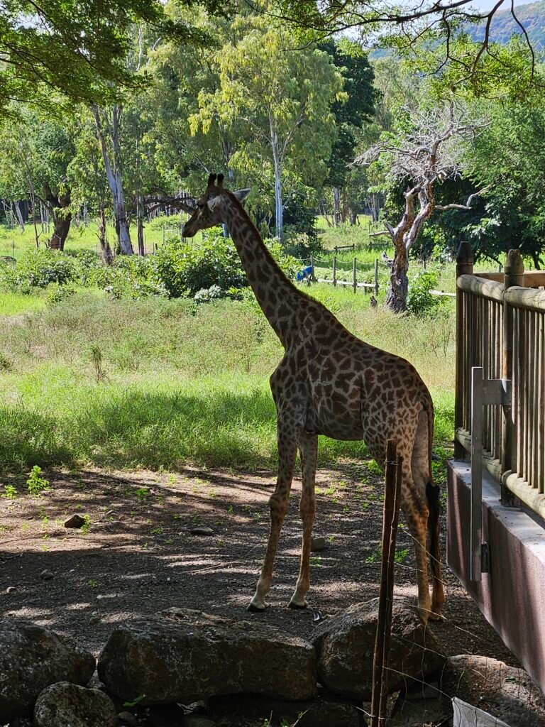 Adventure activities at Casela Nature Parks, Mauritius