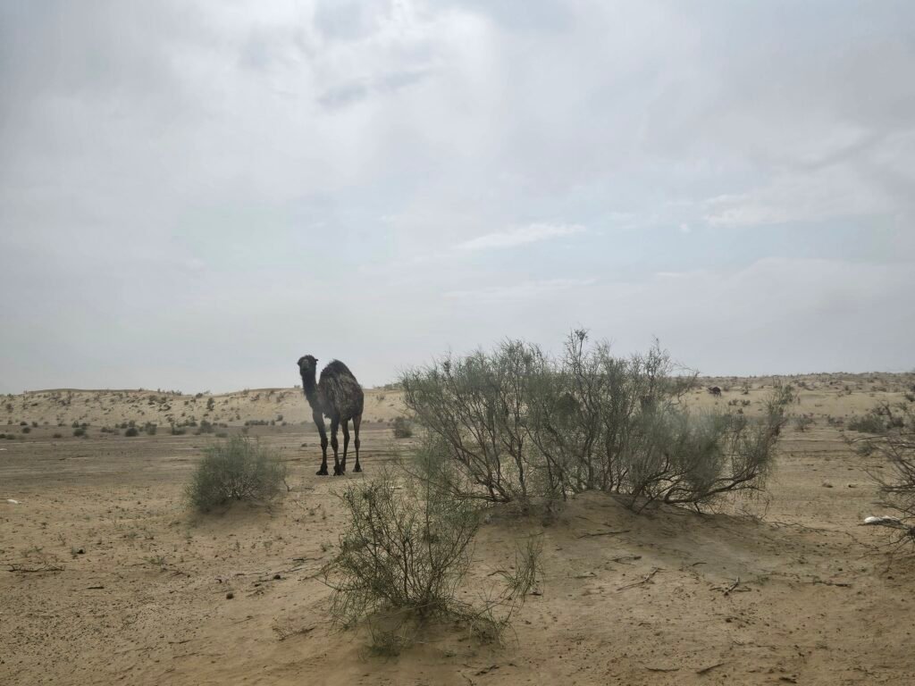 Bumpy off-road drive through the desert toward Darvaza