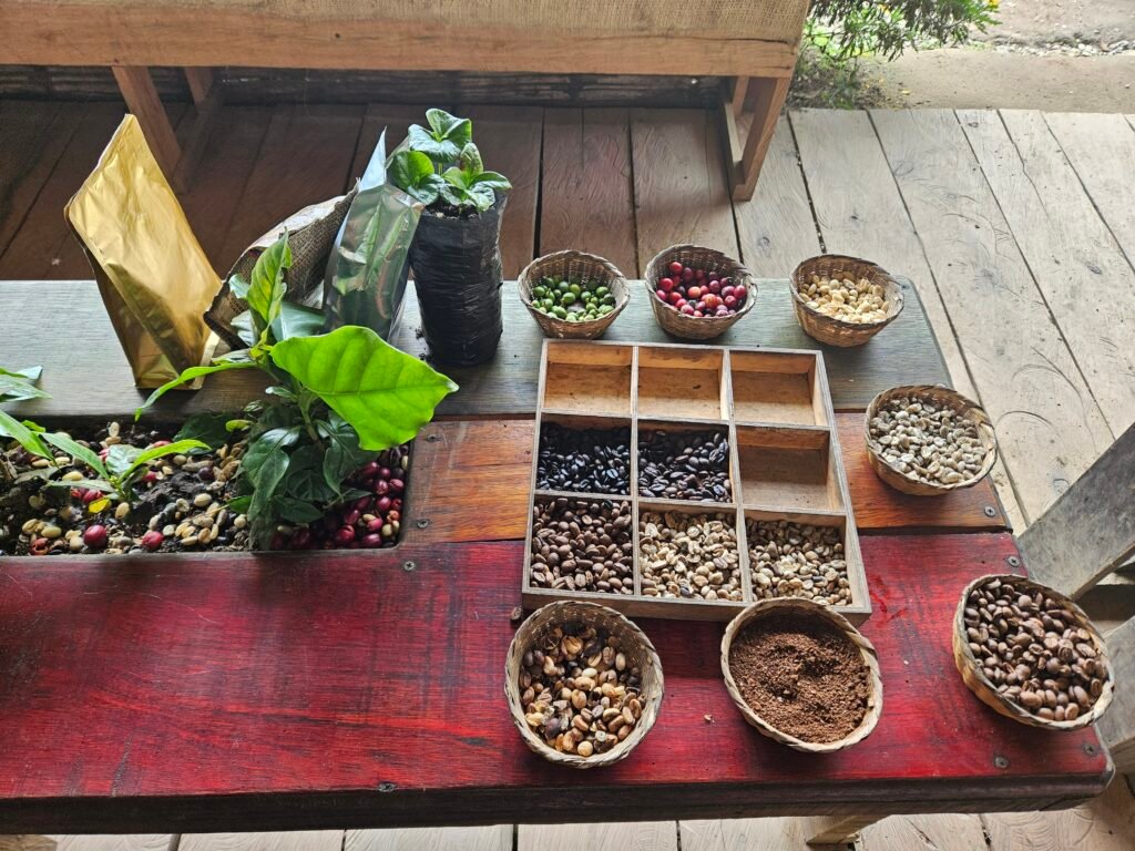 Coffee cherries and beans at different processing stages laid out at a coffee finca in Salento