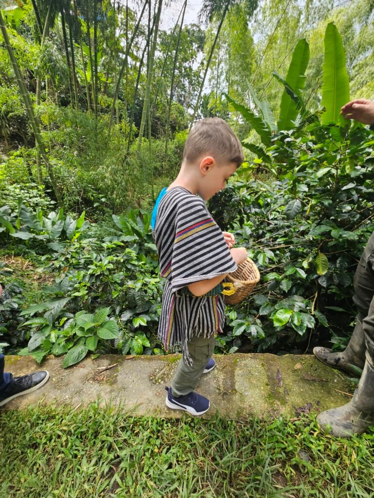 Boy carrying a woven basket while learning to pick coffee at a Salento finca