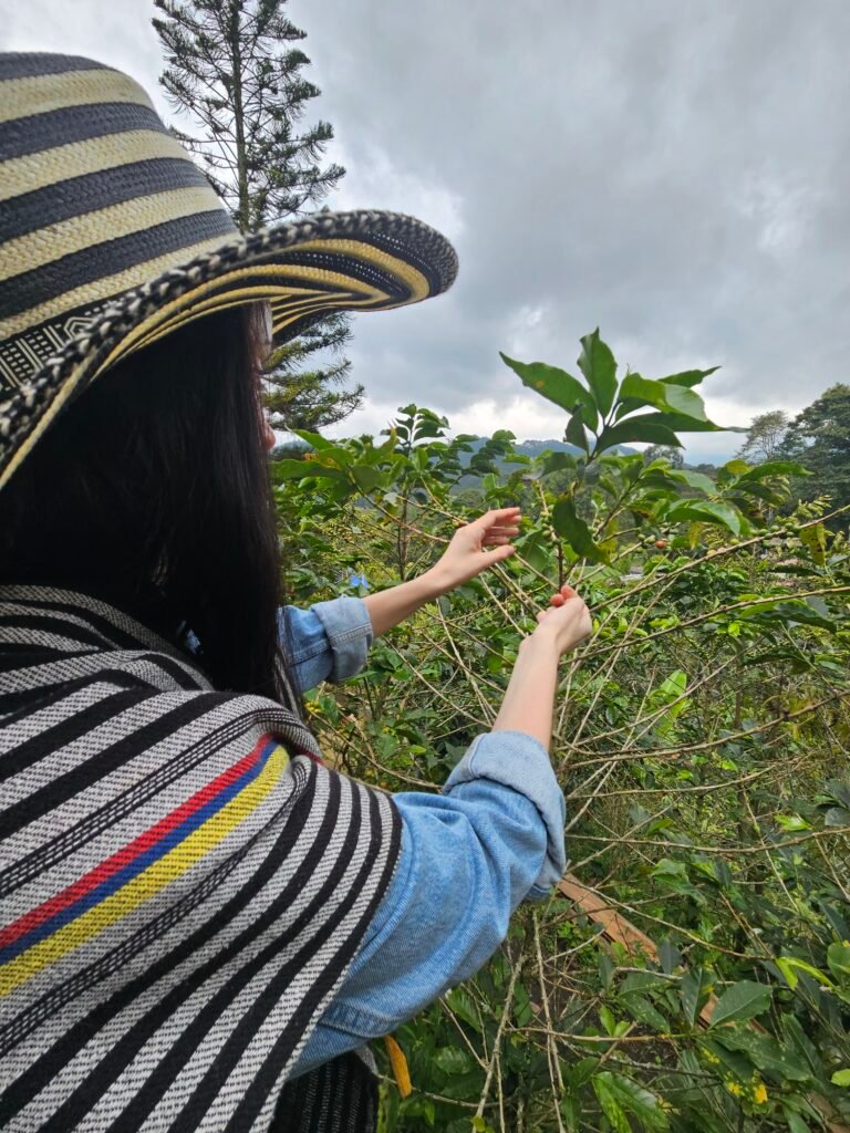 Woman in a traditional sombrero vueltiao picking coffee cherries at a Salento coffee finca