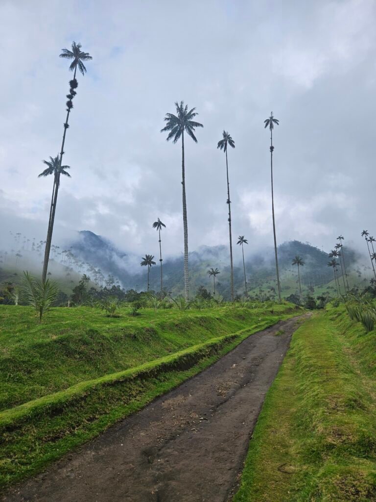 Family looking up at towering wax palms in the Cocora Valley