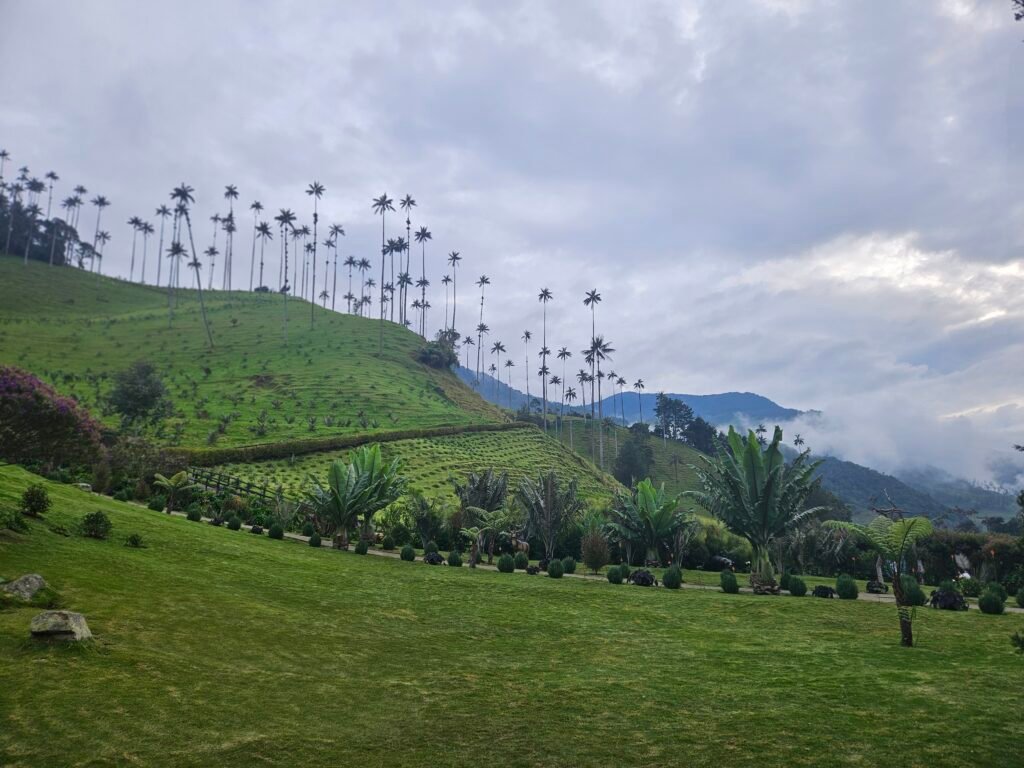 Rolling green hills dotted with the Cocora Valley's famous wax palms