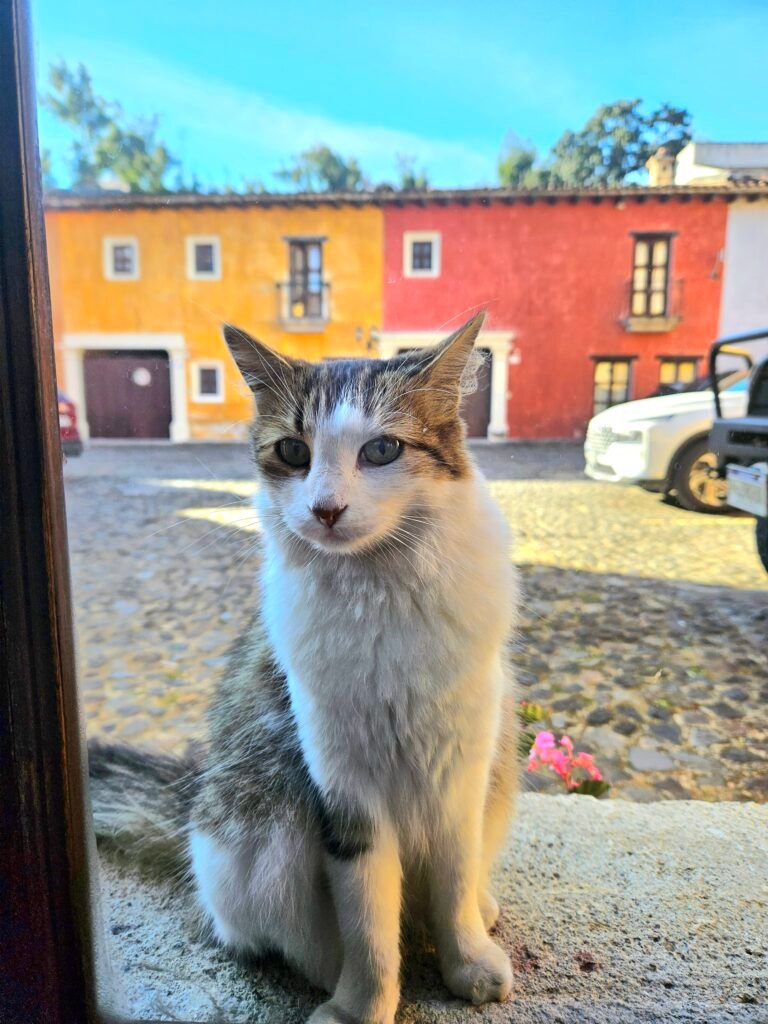 Luna the cat, a frequent visitor in Barrio de Antonelli, Antigua