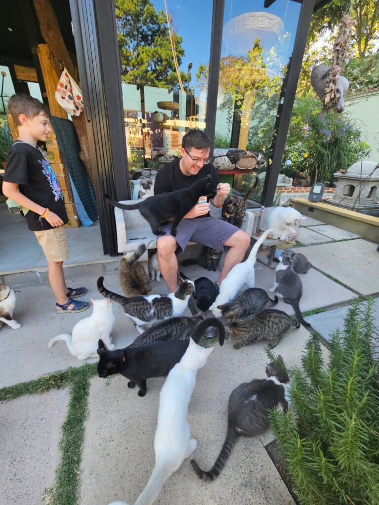 Child playing with cats at the Antigua Cat Café, Antigua
