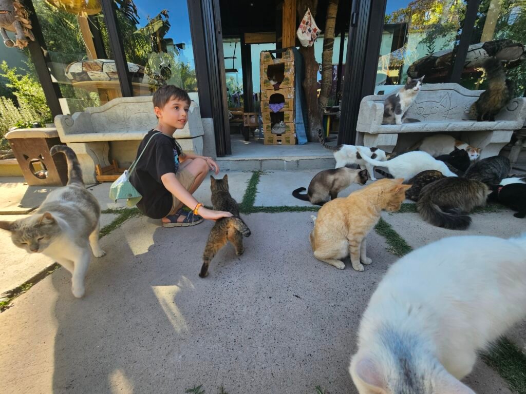Rescued cats at the Antigua Cat Café in Antigua Guatemala