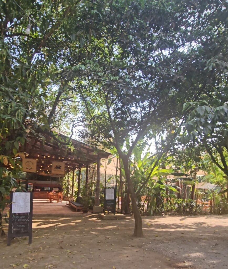 Coffee plants growing at Finca La Azotea near Antigua Guatemala