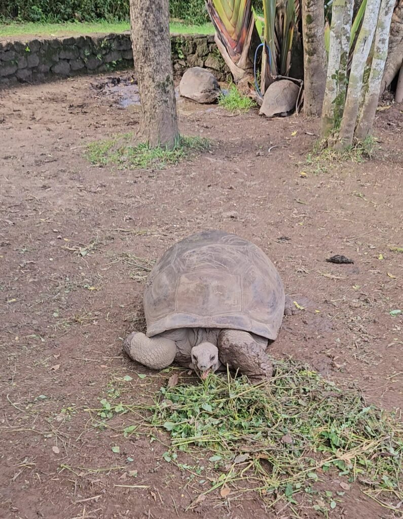 Aldabra giant tortoise at Chamarel Nature Park, Mauritius