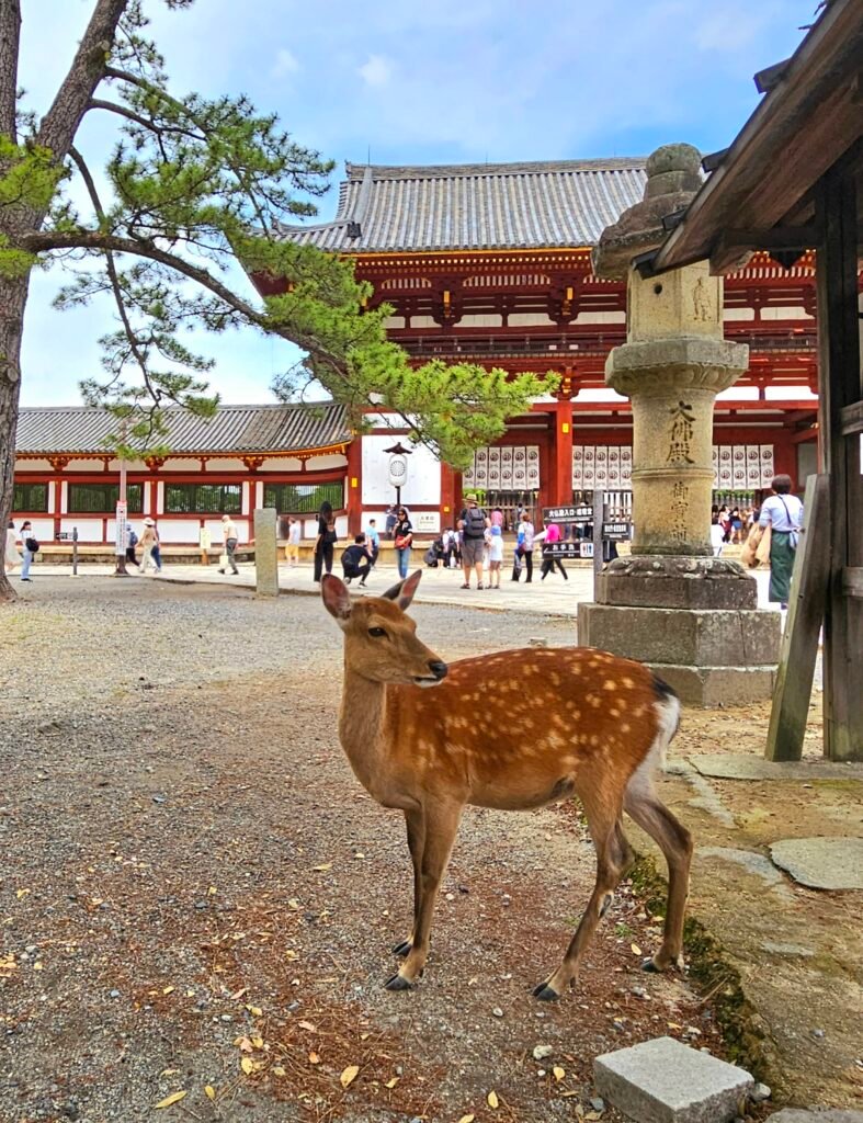 Day trip to Nara from Kyoto