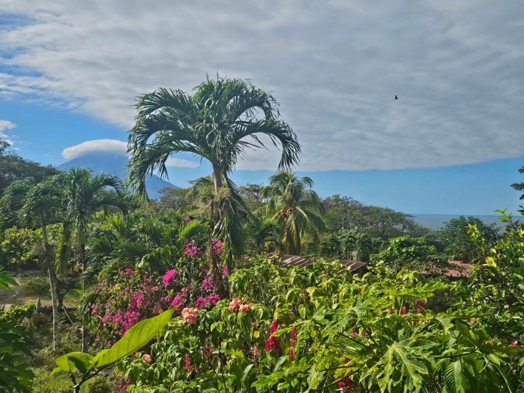 Tropical garden with palm trees on Ometepe Island, Nicaragua