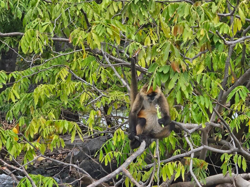 Monkey in a tree on Las Isletas near Granada, Nicaragua