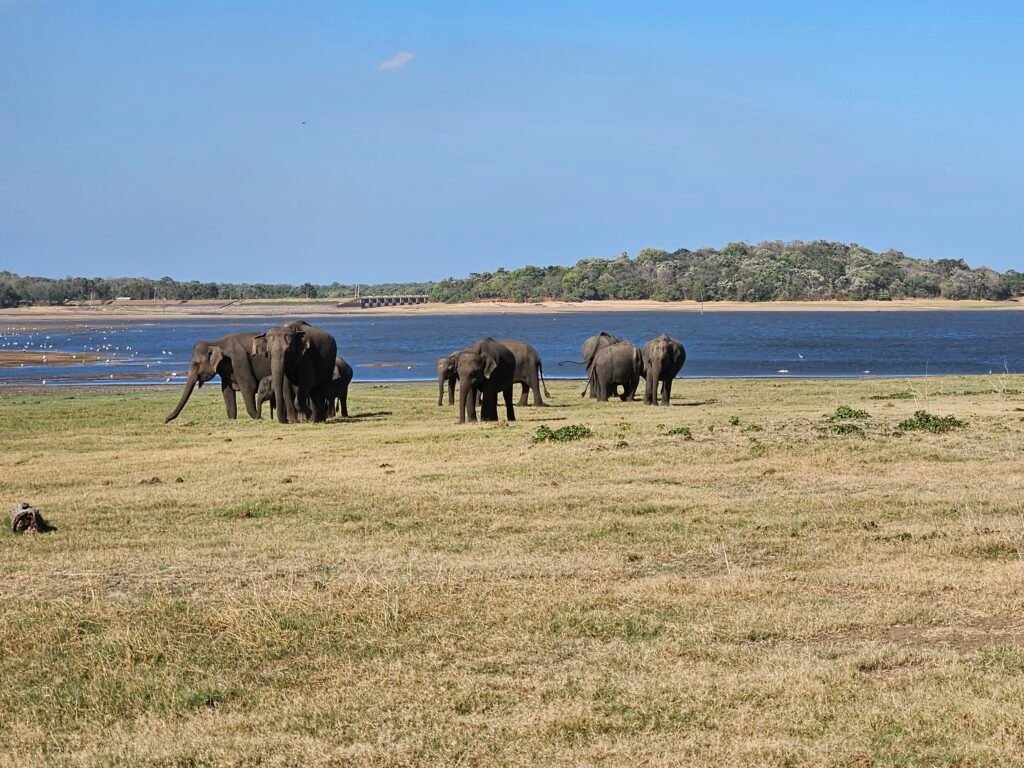 Herds of wild elephants gathered by the water in Kaudulla National Park, Sri Lanka