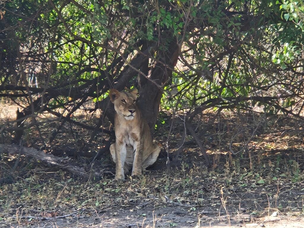 Lioness resting under a bush in Chobe National Park, Botswana