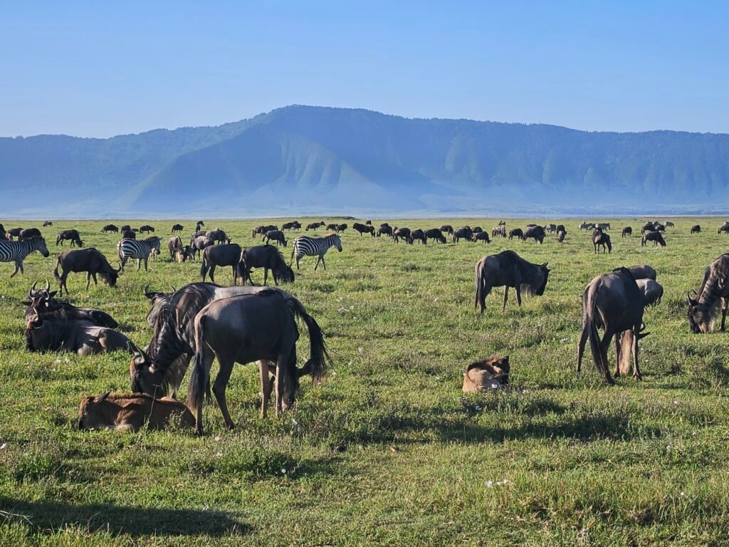 Wildebeest with a young calf on the floor of Ngorongoro Crater, Tanzania