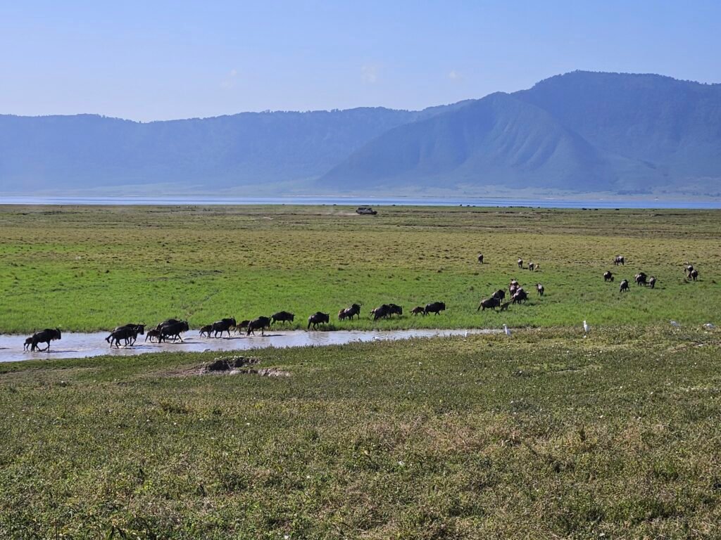 Wildebeest by the water inside Ngorongoro Crater with the crater wall behind